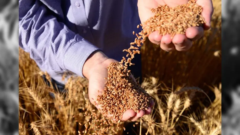 Demanda por farelo de trigo aumenta e o preço sobe no Brasil