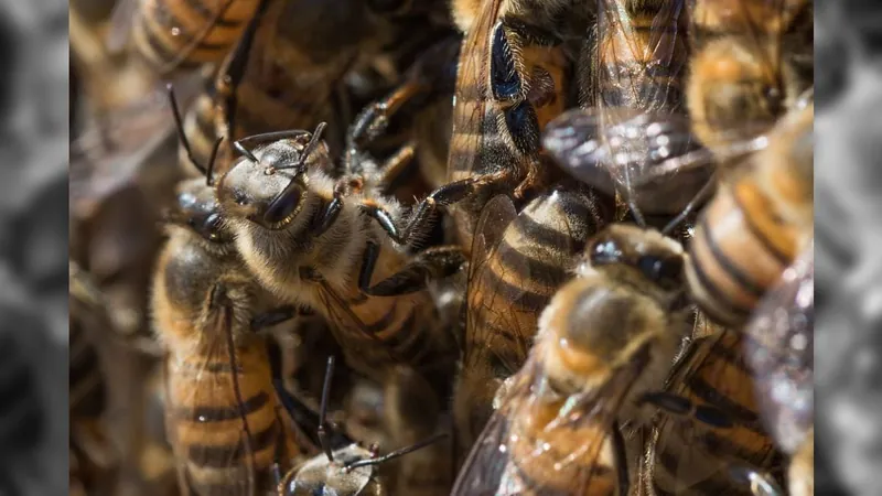 Observatório Brasileiro de Abelhas mira a mortandade de polinizadores