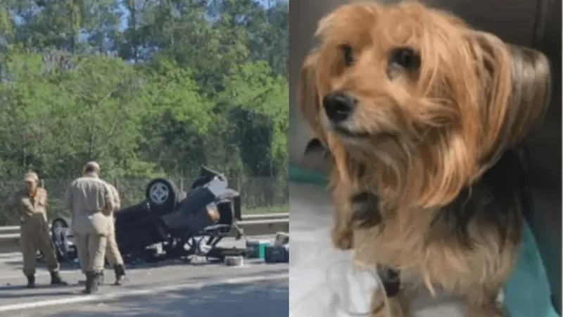 Cachorro sai voando de carro em acidente e reencontra família uma semana depois