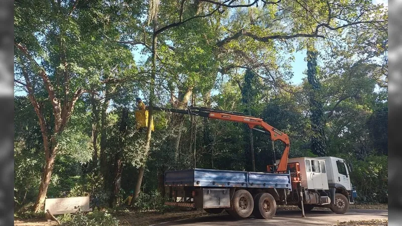 Fechado há 5 meses, Campinas deve reabrir Bosque dos Jequitibás em agosto