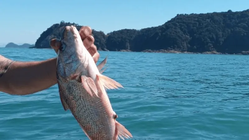 Polícia Ambiental Marítima apreende rede de pesca irregular em São