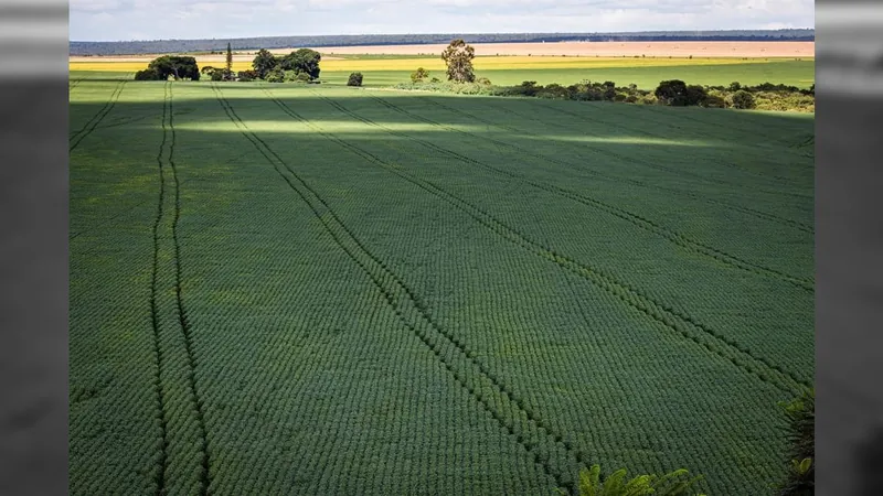 Projeção indica que o Brasil vai plantar 2,5% mais lavouras na próxima safra