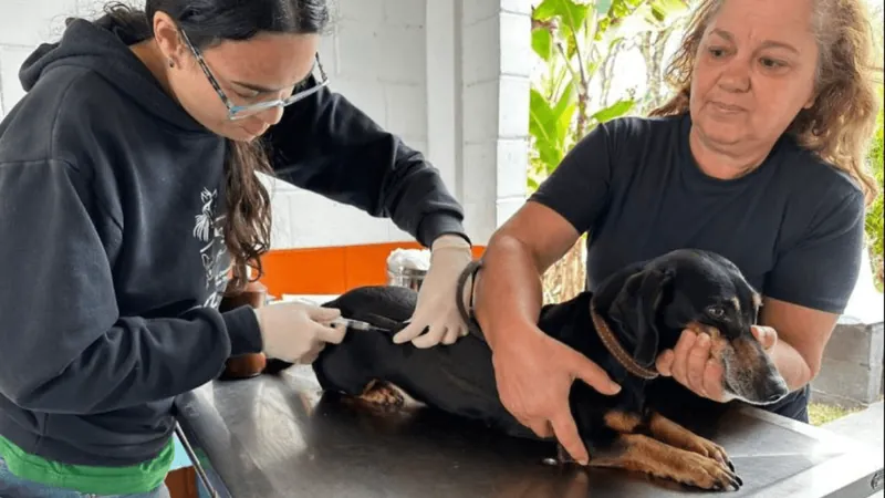 Taubaté realiza vacinação antirrábica em cães e gatos