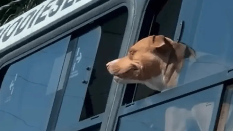 Cachorro é flagrado se divertindo em passeio de ônibus em São Paulo