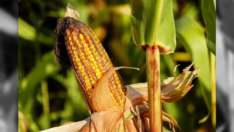 Colheita da safrinha de milho atinge 50,1%, aponta Safras