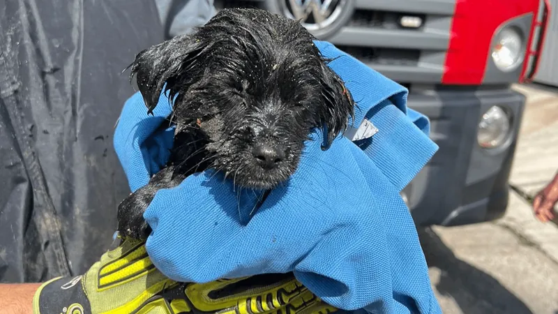 Filhote de cachorro é resgatado após cair em bueiro de SJC; veja o vídeo