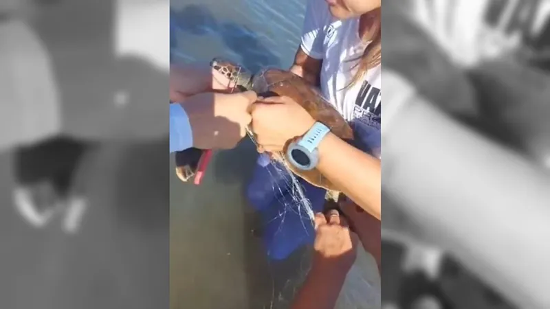 Mutirão liberta tartarugas presas em rede de pesca em Niterói