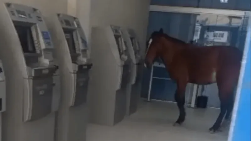 Cavalo é visto em agência bancária no Espírito Santo e imagem viraliza