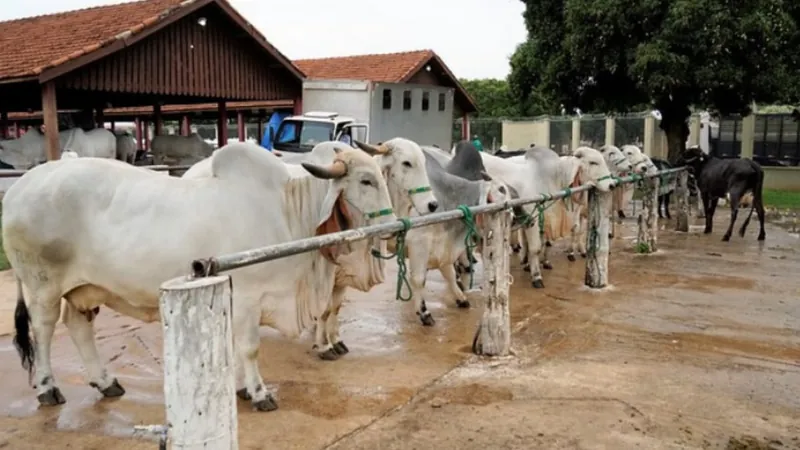  Rebanho de 20 mil animais é o foco de vacinação periódica