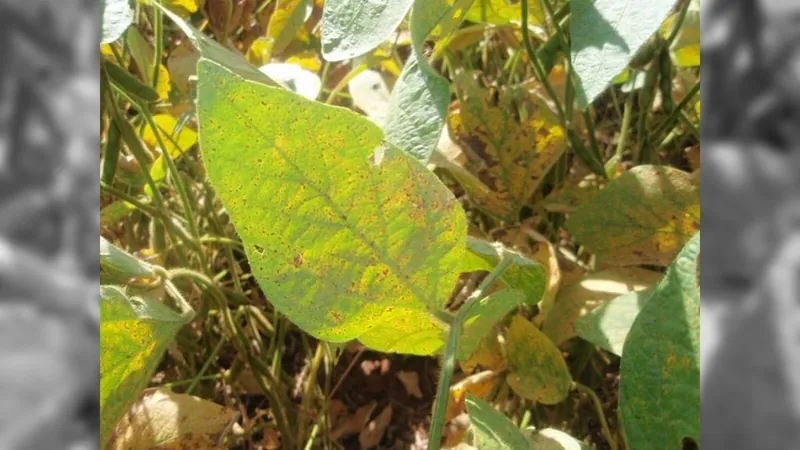 Mais de 50 agricultores são multados por plantar soja no vazio sanitário