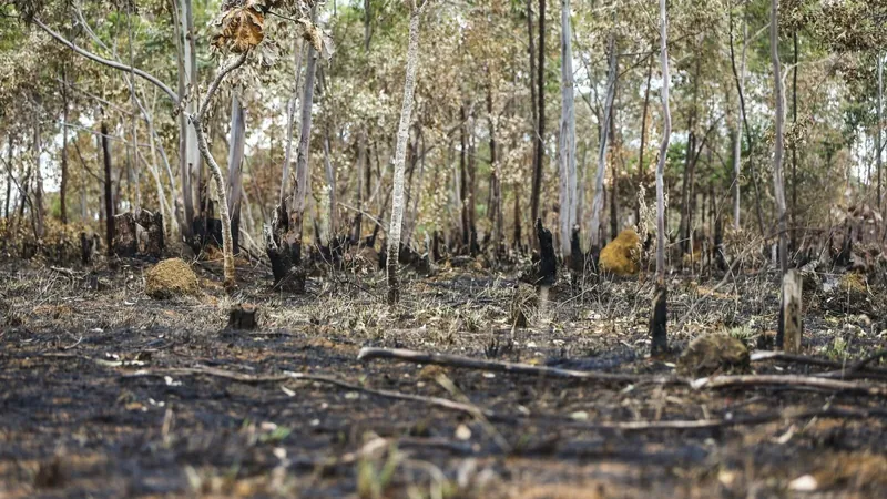 Alertas de desmatamento batem recorde no Cerrado