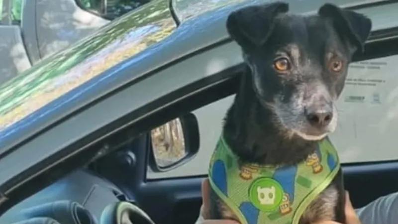 Mulher divulga desaparecimento de cachorro com carro de som e promete recompensa