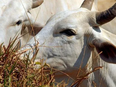 Mato Grosso inclui 'boi bombeiro' em lei sobre áreas de proteção ambiental