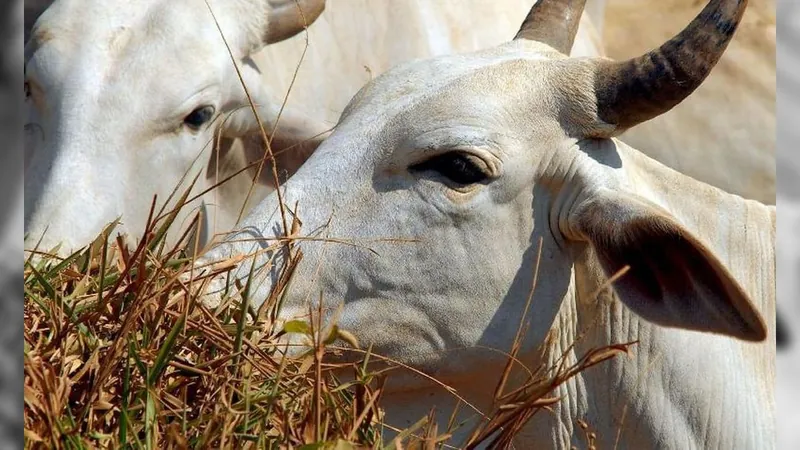 Mato Grosso inclui 'boi bombeiro' em lei sobre áreas de proteção ambiental