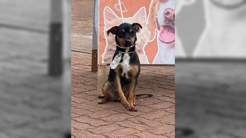 Feira de adoção de cães é neste sábado em Sorocaba