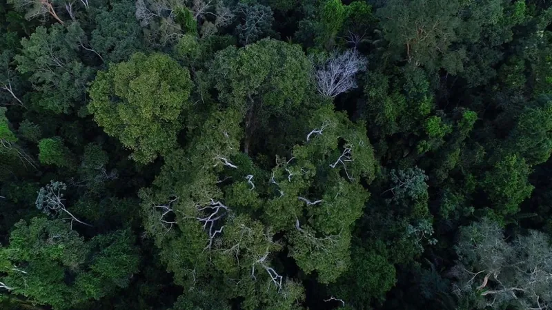Cai o desmatamento na Amazônia 
