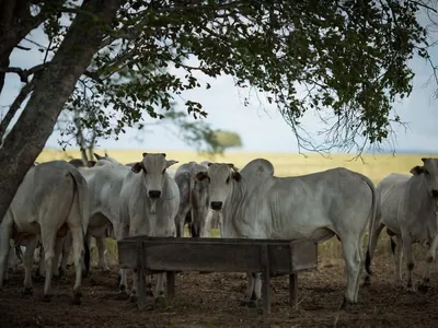 Exportações de carne bovina batem novo recorde em maio