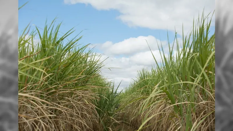 Moagem de cana em recorde histórico com 53 milhões de toneladas em 15 dias