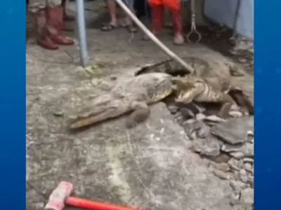 VÍDEO: Crocodilos emergem de buraco em calçada e assustam moradores na Índia