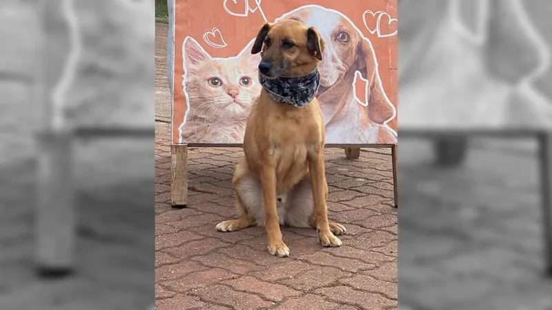 Feira de adoção de cães é neste sábado em Sorocaba