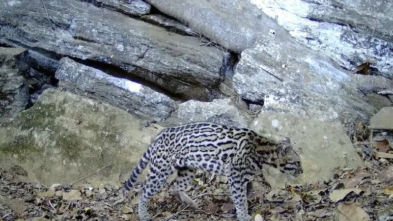 Jaguatirica é encontrada pela primeira vez na mata da cidade de Bom Jardim