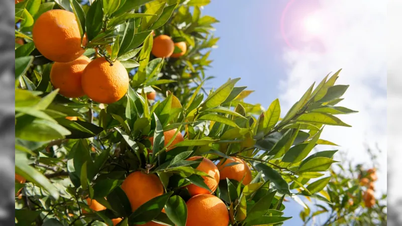 Valor Bruto da Produção Agropecuária de 2023 pode chegar a R$ 1,135 trilhão