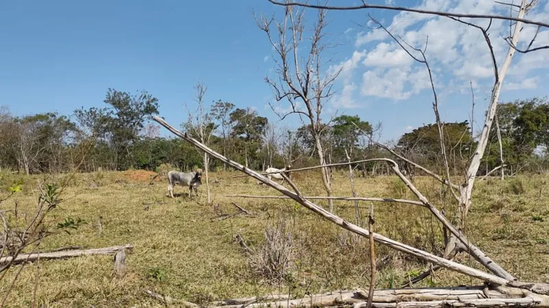 O dono dos animais foi multado pelos policiais em R$ 20 mil