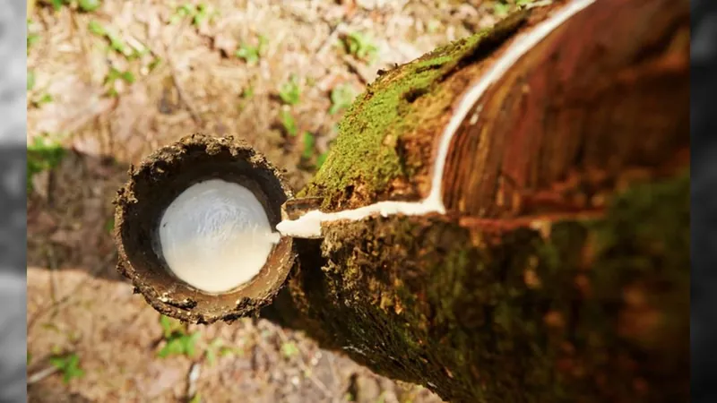 Governo eleva alíquota de importação para borracha natural