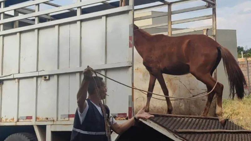 A multa para cada animal apreendido é de R$ 500