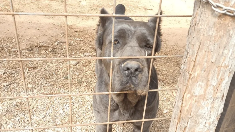 Homem é preso por maus-tratos a cachorros em Pindamonhangaba