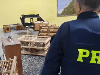 PRF resgata 60 pássaros na Região Serrana 