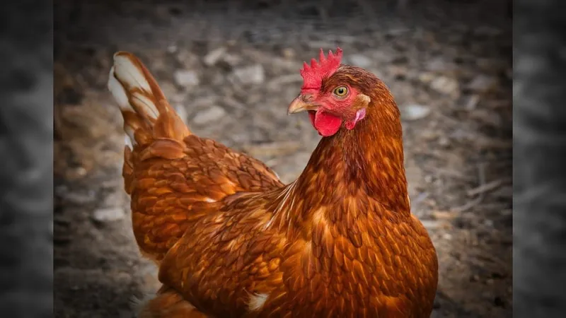 Gripe aviária: Japão retira embargo à importação de carne de frango de SC