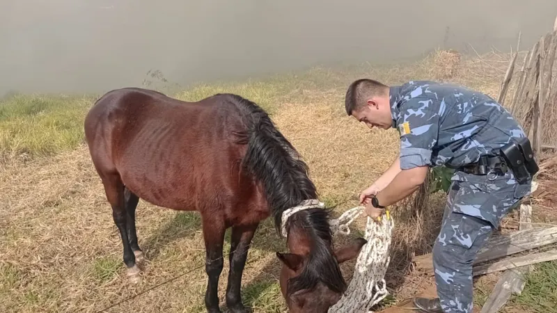  Os animais também precisaram de resgate