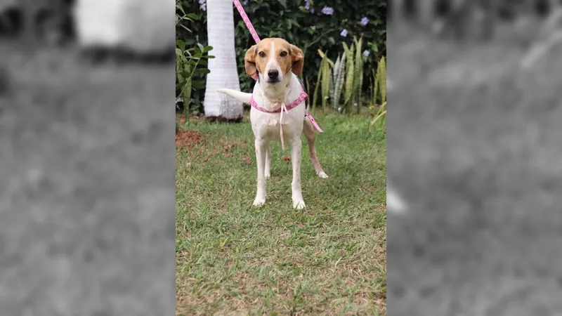 Feira de adoção de cães é neste sábado em Sorocaba