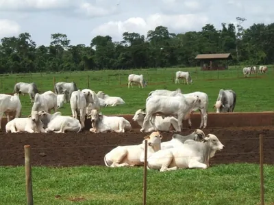 Custo da alimentação na pecuária sobe e impacta no preço final da carne