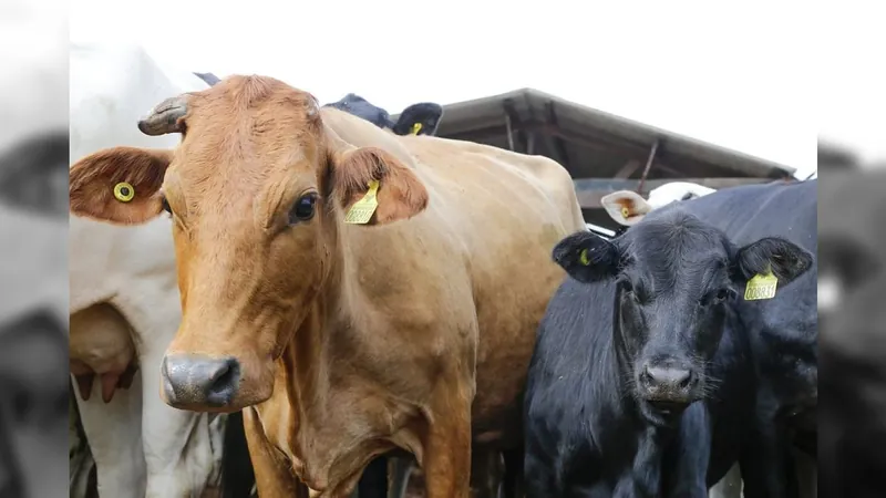 Embriões, língua, carne de cabeça: veja quais são os novos mercados do Brasil