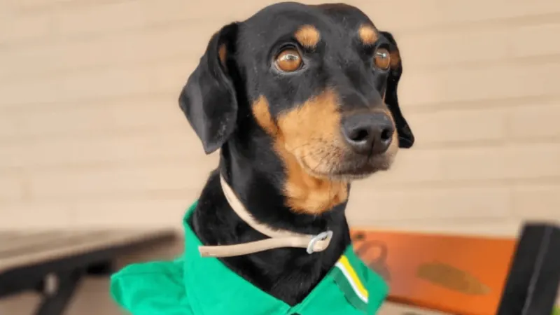 Cão frentista é 'promovido' a gerente no Mato Grosso