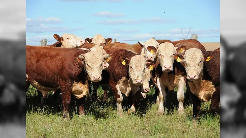 Tecnologia prevê rebanhos bovinos com carne de alta qualidade