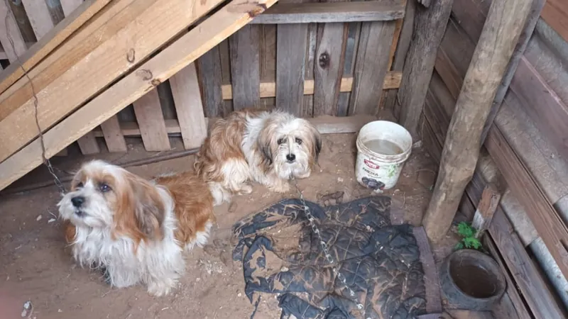 Os cães foram resgatados e serão doados