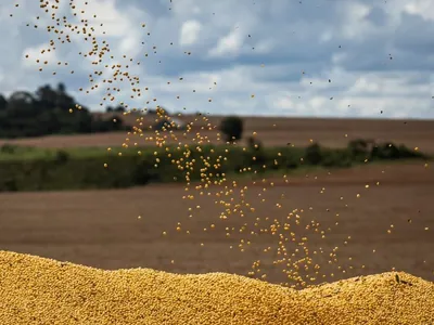 Como as eleições norte-americanas podem afetar o mercado de soja