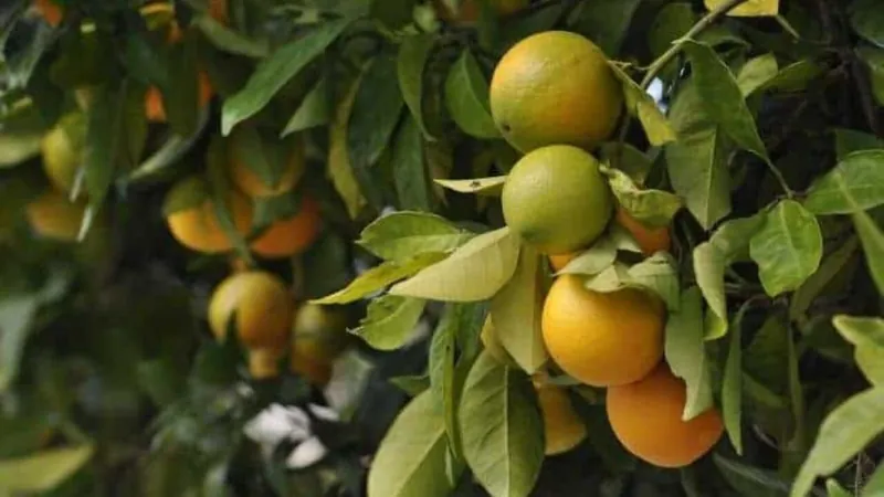 Laranja: 77,2 milhões de árvores estão contaminadas com Greening