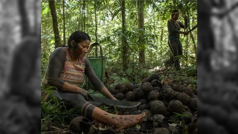 Cooperativa indígena exporta castanha do Brasil para a Europa