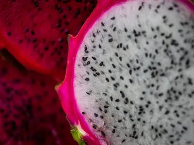 Agricultores do oeste da Bahia investem na plantação de pitaya