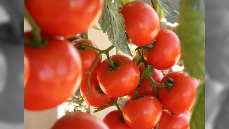 Alerta no campo: doença do tomate é registrada no norte da Argentina