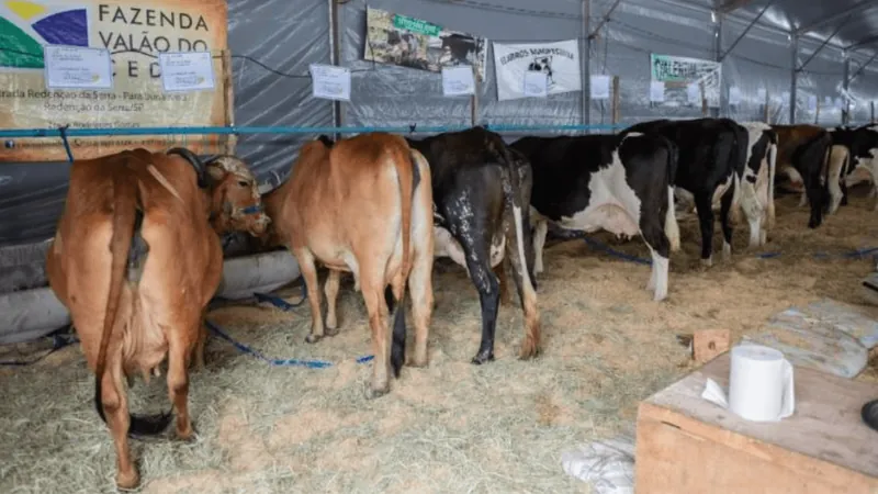 ExpoPinda terá torneio leiteiro e exposição de animais