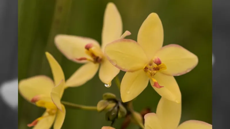 São Paulo abre nesta sexta o maior festival de flores da América Latina