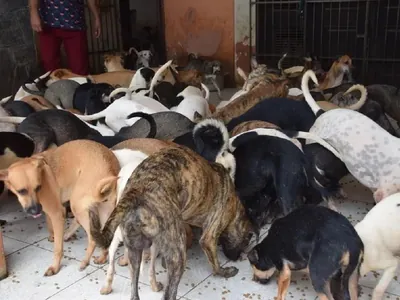 Polícia investiga se cães comeram corpo de idosa que criava 150 animais em casa
