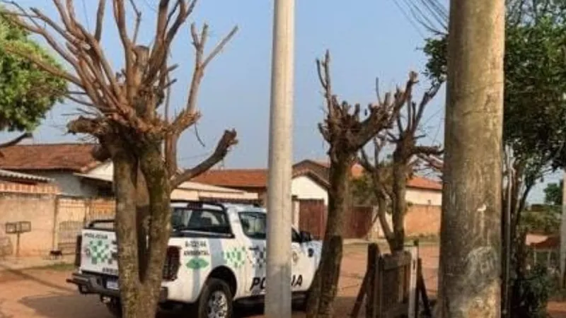 Os policiais flagraram o corte de oito árvores