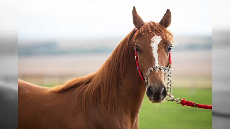 'Cavalo Tarado' da vida real: entenda como funciona o cio da égua