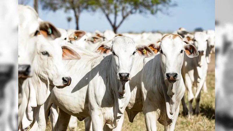 Qual é o estado com o maior rebanho bovino no Brasil?